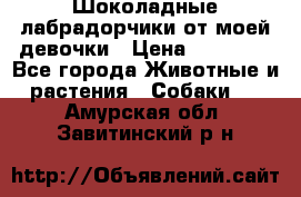 Шоколадные лабрадорчики от моей девочки › Цена ­ 25 000 - Все города Животные и растения » Собаки   . Амурская обл.,Завитинский р-н